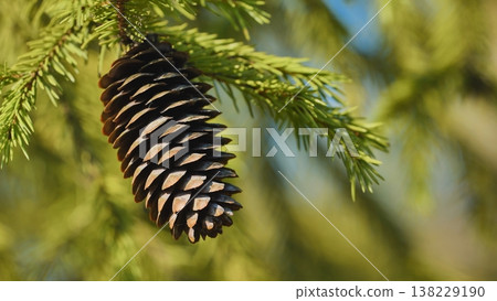 Single spruce cone hanging from a fir branch in spring Single spruce cone hanging from a fir branch in spring 138229190