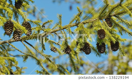 Spruce branch holding cones against a blue sky in a sunny day 138229194