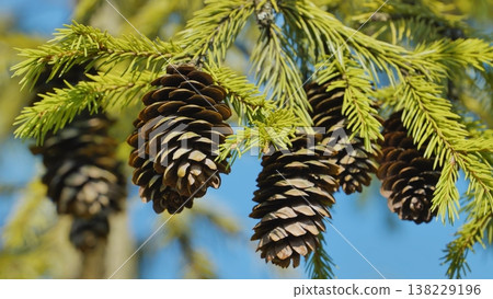 Spruce branch holding several mature pine cones against blue sky 138229196