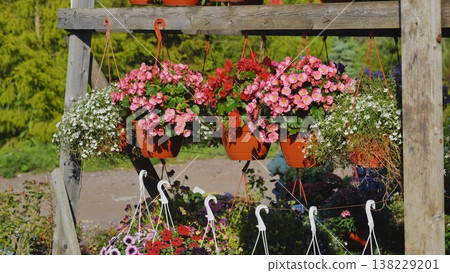 Colorful hanging begonias and lobelia erinus decorating a wooden market stall Colorful hanging begonias and lobelia erinus decorating a wooden market stall 138229201