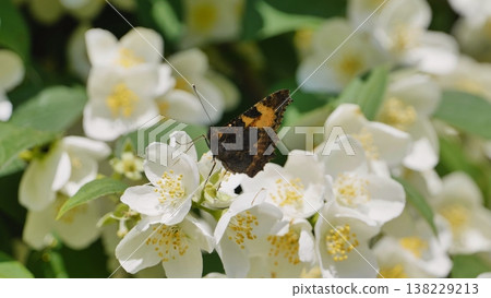 Butterfly pollinating white jasmine flowers in spring garden Butterfly pollinating white jasmine flowers in spring garden 138229213