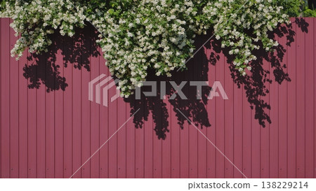 White jasmine flowers hanging over a maroon fence creating shadows White jasmine flowers hanging over a maroon fence creating shadows 138229214