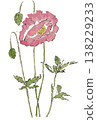 Hand-drawn illustration of a poppy flower 138229233