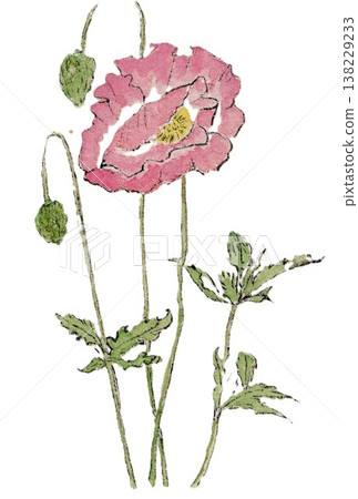 Hand-drawn illustration of a poppy flower 138229233