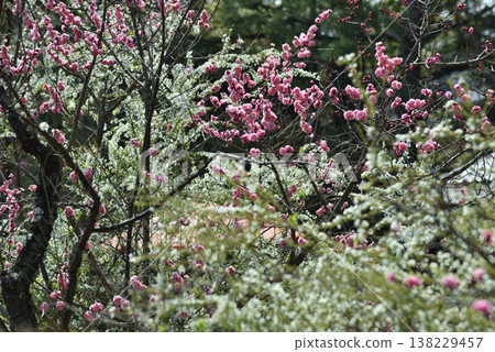 瑞信院，小野梅園：繡線菊環繞的日本梅樹（京都市山科區） 138229457