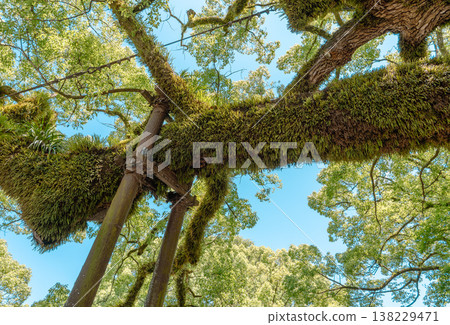 Beautiful Japanese garden with camphor tree in Dazaifu Tenman-gu, shrine 138229471
