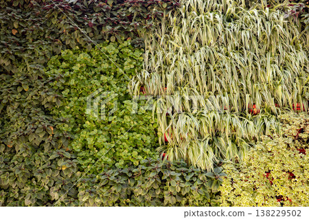 Vertical garden creating a vibrant green living wall, sustainable urban nature design 138229502