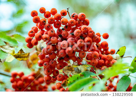 Rowan tree berries ripening creating a vibrant autumn display Rowan tree berries ripening creating a vibrant autumn display 138229508