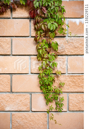 Virginia creeper vine growing on a brick wall, changing colors in autumn Virginia creeper vine growing on a brick wall, changing colors in autumn 138229511