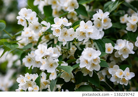 White mock orange flowers blooming in spring garden, showcasing fresh green foliage 138229742