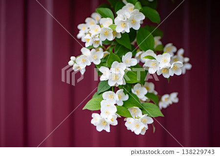Jasmine flowers blooming on a branch with vibrant green leaves against a burgundy wall 138229743