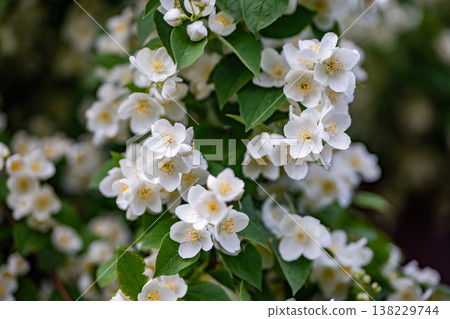 Jasmine flowers blooming on a bush in a garden, showing white petals and green leaves Jasmine flowers blooming on a bush in a garden, showing white petals and green leaves 138229744