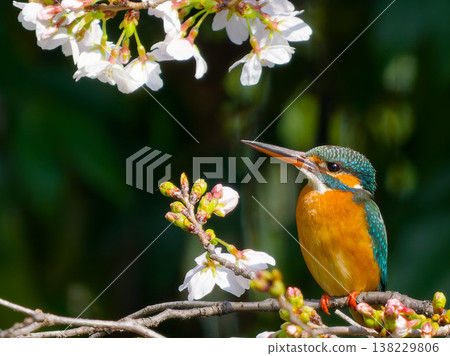 春日櫻花與翠鳥交相輝映，美麗的野生鳥棲息在枝頭（普通翠鳥，櫻花樹下） 138229806