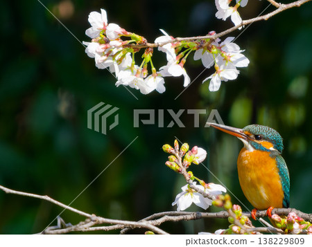 A spring scene of cherry blossoms and kingfishers, with a beautiful wild bird perched on a branch (Common Kingfisher, cherry blossom bl 138229809