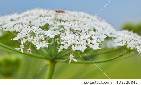 Heracleum flowers blooming in summer field, showing delicate white umbels Heracleum flowers blooming in summer field, showing delicate white umbels 138229843