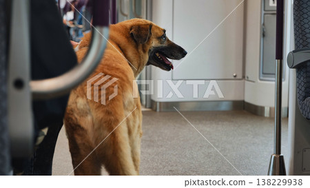 Dog commuting on a subway train, looking back while traveling Dog commuting on a subway train, looking back while traveling 138229938