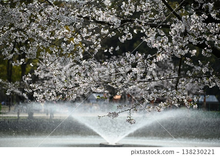 Cherry blossom Cherry blossom 138230221