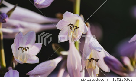 Delicate hosta flowers blooming in garden, showcasing petals and stamen details 138230365