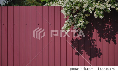 Branches of flowering jasmine hanging over a burgundy metal profile fence. Branches of flowering jasmine hanging over a burgundy metal profile fence. 138230370
