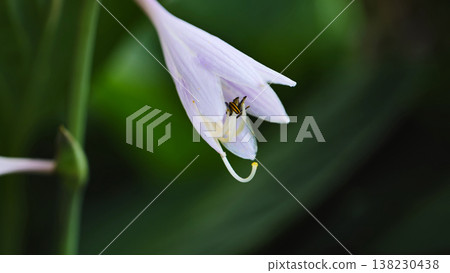 Hosta plant blooming with delicate white flower showcasing natural beauty in summer garden Hosta plant blooming with delicate white flower showcasing natural beauty in summer garden 138230438