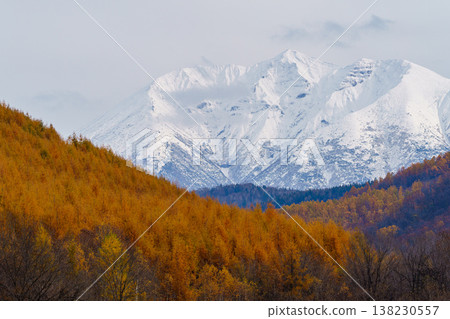 Autumn scenery in Biei, Hokkaido: Larch trees with their vibrant autumn colors and the snow-capped Tokachi mountain range. Autumn scenery in Biei, Hokkaido: Larch trees with their vibrant autumn colors and the snow-capped Tokachi mountain range. 138230557