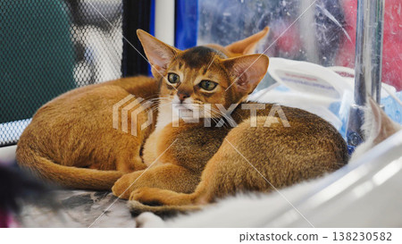 Abyssinian kittens resting in a cage at cat show Abyssinian kittens resting in a cage at cat show 138230582