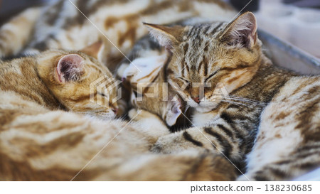 Purebred scottish fold cats sleeping together Purebred scottish fold cats sleeping together 138230685
