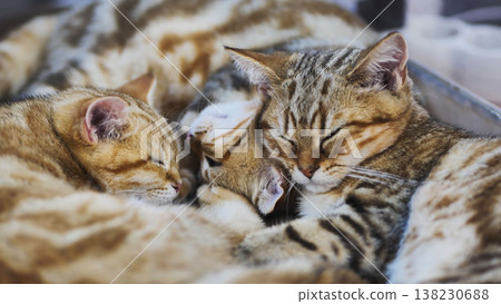 Purebred sleeping cats cuddling together Purebred sleeping cats cuddling together 138230688