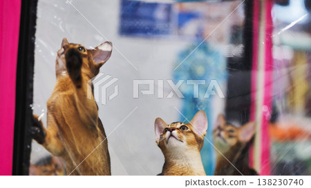 Abyssinian cats playing and scratching transparent plastic film Abyssinian cats playing and scratching transparent plastic film 138230740