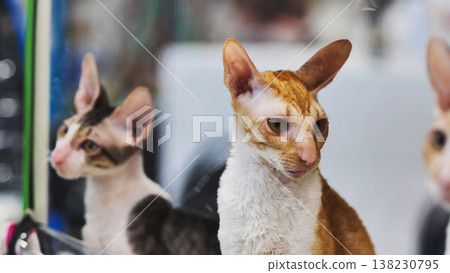 Cornish rex cats posing at cat show 138230795