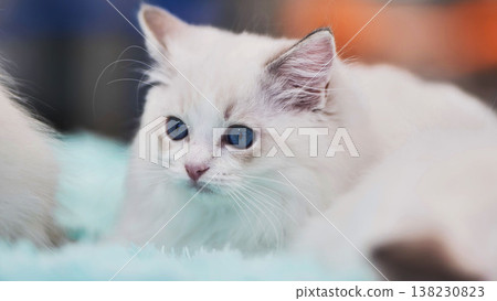 Adorable ragdoll kitten lying on soft blanket 138230823