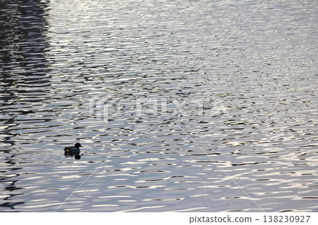 Ducks floating leisurely Ducks floating leisurely 138230927
