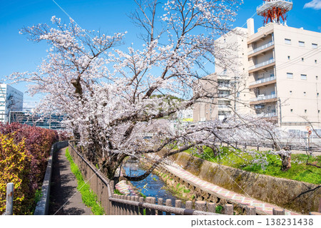 Cherry blossoms along the Seki River (Seki City, Gifu Prefecture) Cherry blossoms along the Seki River (Seki City, Gifu Prefecture) 138231438