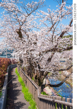 Cherry blossoms along the Seki River (Seki City, Gifu Prefecture) Cherry blossoms along the Seki River (Seki City, Gifu Prefecture) 138231439