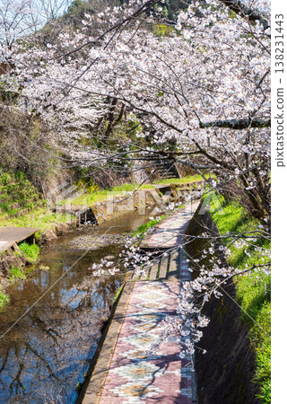 Cherry blossoms along the Seki River (Seki City, Gifu Prefecture) Cherry blossoms along the Seki River (Seki City, Gifu Prefecture) 138231443