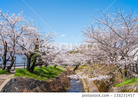 Cherry blossoms along the Seki River (Seki City, Gifu Prefecture) Cherry blossoms along the Seki River (Seki City, Gifu Prefecture) 138231457