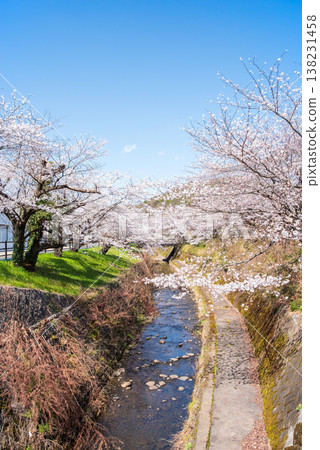 Cherry blossoms along the Seki River (Seki City, Gifu Prefecture) Cherry blossoms along the Seki River (Seki City, Gifu Prefecture) 138231458