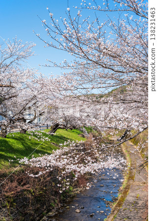 Cherry blossoms along the Seki River (Seki City, Gifu Prefecture) Cherry blossoms along the Seki River (Seki City, Gifu Prefecture) 138231463