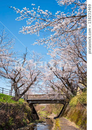 關川沿岸的櫻花（岐阜縣關市） 138231469