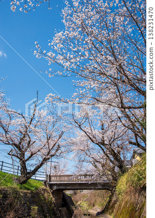 關川沿岸的櫻花（岐阜縣關市） 138231470