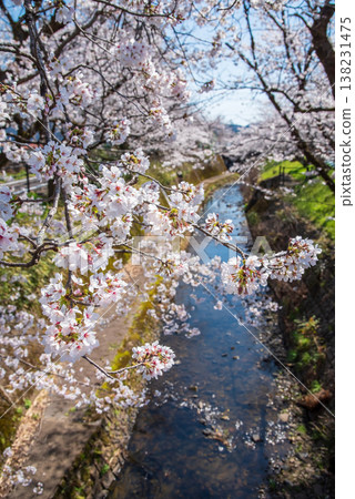 Cherry blossoms along the Seki River (Seki City, Gifu Prefecture) Cherry blossoms along the Seki River (Seki City, Gifu Prefecture) 138231475