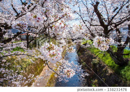 Cherry blossoms along the Seki River (Seki City, Gifu Prefecture) Cherry blossoms along the Seki River (Seki City, Gifu Prefecture) 138231476