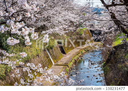 Cherry blossoms along the Seki River (Seki City, Gifu Prefecture) Cherry blossoms along the Seki River (Seki City, Gifu Prefecture) 138231477