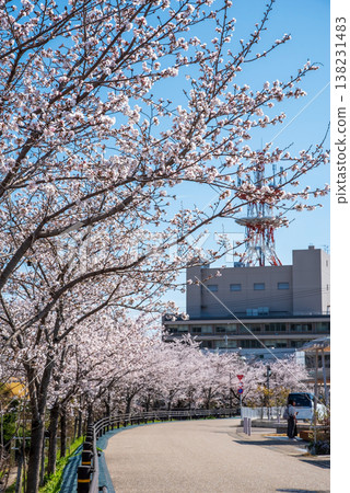 Cherry blossoms along the Seki River (Seki City, Gifu Prefecture) Cherry blossoms along the Seki River (Seki City, Gifu Prefecture) 138231483