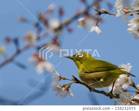 A Japanese white-eye perched on a cherry branch against a blue sky, a quintessential spring scene in Japan. A Japanese white-eye perched on a cherry branch against a blue sky, a quintessential spring scene in Japan. 138232055