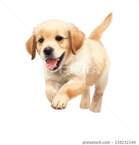 散步的黃金幼犬（微笑、精力充沛、健康、白色背景、摳圖） 138232140