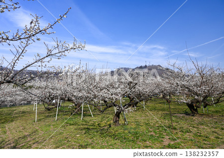 Lotus garden 138232357