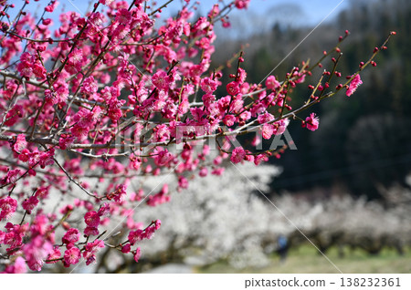 蓮花園 蓮花園 138232361