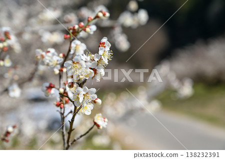 蓮花園 蓮花園 138232391
