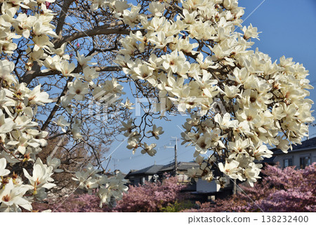 淀川沿岸的白玉蘭和河津櫻花(京都市伏見區) 淀川沿岸的白玉蘭和河津櫻花(京都市伏見區) 138232400